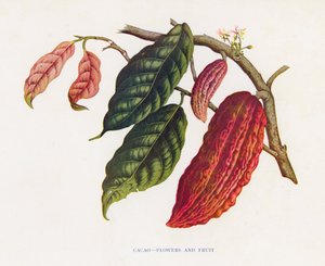 Cacao, bloemen en fruit