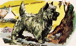 Cairn terriër