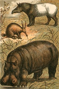 Kaapse Miereneter, Maleise Tapir en Nijlpaard