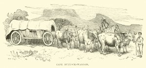Kaapse ossenwagen door English School