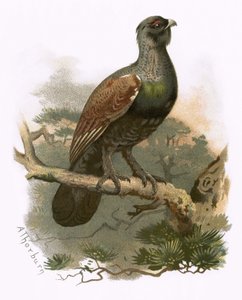 Auerhoen
