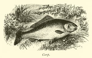 Karper