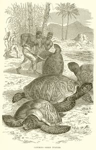 Vangen van groene schildpadden
