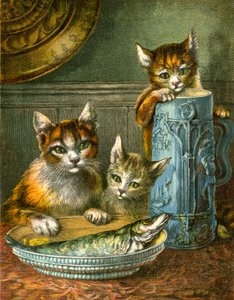 Katten, niet aanraken door English School