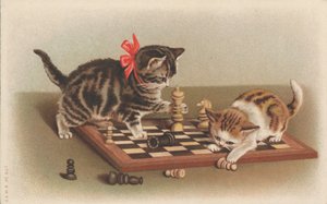 Katten die schaken