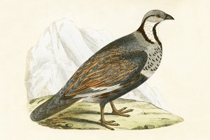 Kaukasische sneeuwpatrijs, illustratie uit 