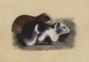 Cavia door English School