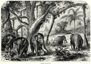 Ceylon-olifanten (gravure) door English School