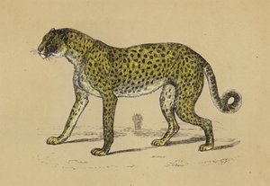 Cheetah door English School