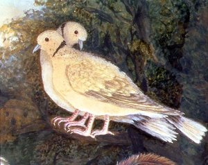 Kip en Duiven bij een Boerderij (detail)