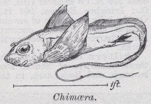 Chimaera door English School