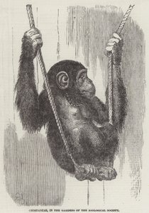 Chimpansee, in de tuinen van de Zoological Society door English School