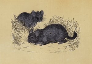 Chinchilla