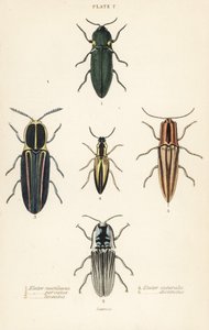 Kniptorren: Koplampkniptor, Pyrophorus noctilucus 1, Chalcolepidius porcatus 2, gestreepte kniptor, Agriotes lineatus 3, Elater suturalis 4, en Semiotus distinctus 5