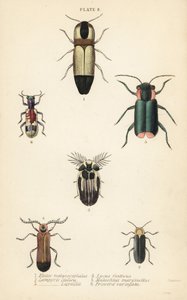 Kniptorren: Melanoxanthus melanocephalus 1, Luciola italica 2, Lampyris latreillii 3, Lycus festivus 4, zachte bloemkever, Clanoptilus marginellus 5, en Priocera variergata 6