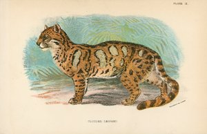 Nevelpanter