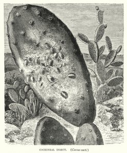 Cochenille-insect, Coccus cacti (gravure) door English School