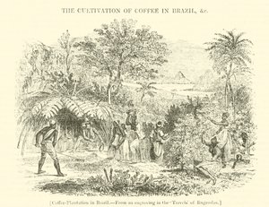 Koffieplantage in Brazilië