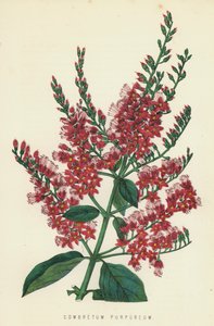 Combretum Purpureum