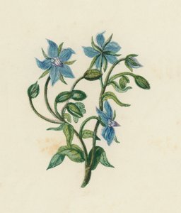 Bernagie, Borago Officinalis door English School