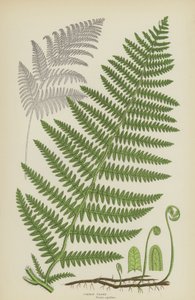 Gewone Adelaarsvaren (kleur litho) door English School