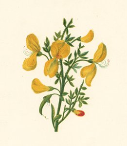 Brem, Cytisus Scoparius
