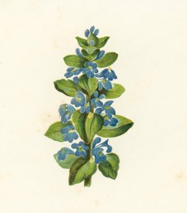 Kruipend Zenegroen, Ajuga Reptans door English School