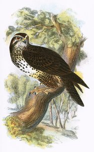 Buizerd