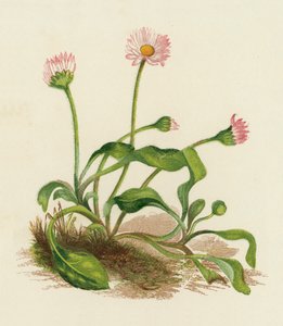 Madeliefje, Bellis Perennis door English School