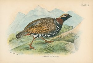 Gewone Francolin