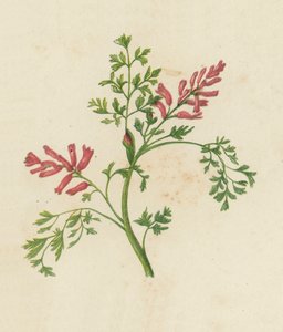 Gewone Duivenkervel, Fumaria Officinalis door English School
