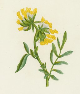 Gewone Wondklaver, Anthyllis Vulneraria
