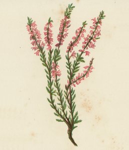 Struikhei, Calluna Vulgaris door English School