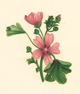 Gewone Kaasjeskruid, Malva Sylvestris door English School