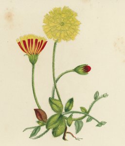 Gewone Muizenoor Havikskruid, Hieracium Pilosella