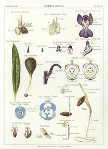 Gewone Orchis
