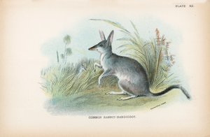 Gewone Konijn-Bandicoot door English School