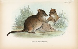 Gewone rat-kangoeroe