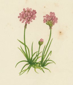 Strandkruid, Statice Armeria door English School