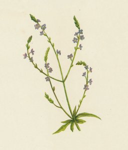 Gewone IJzerhard, Verbena Officinalis door English School