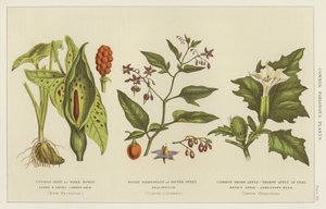 Veelvoorkomende giftige planten (gravure) door English School