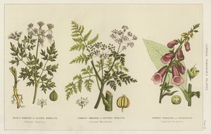 Veelvoorkomende giftige planten (gravure) door English School