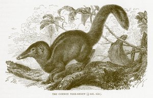 Gewone boomspitsmuis, illustratie uit The Royal Natural History