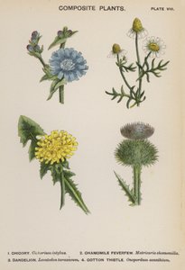 Samengestelde planten