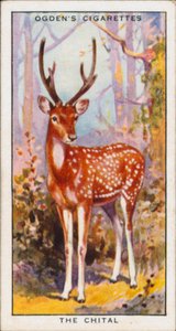 Verhullende kleuren voor bescherming, Dieren, De Chital (kleurenlitho) door English School
