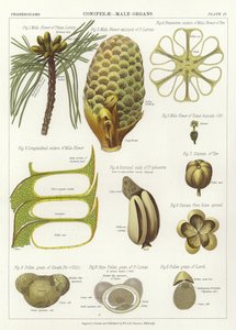 Coniferen, Mannelijke Organen