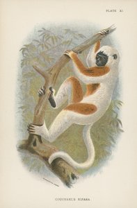 Coquerels Sifaka door English School
