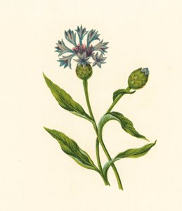 Korenbloem, Centaurea Cyanus door English School