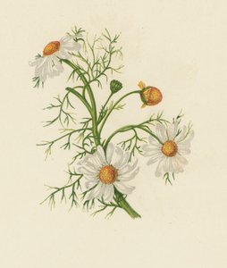 Kamille, Pyrethrum Inodorum