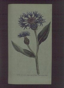 Korenbloem (Centaurea montana), plaat 77 uit William Curtis